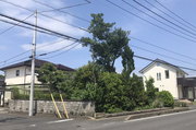 水戸市見川町にて植栽伐採と整地工事|LS